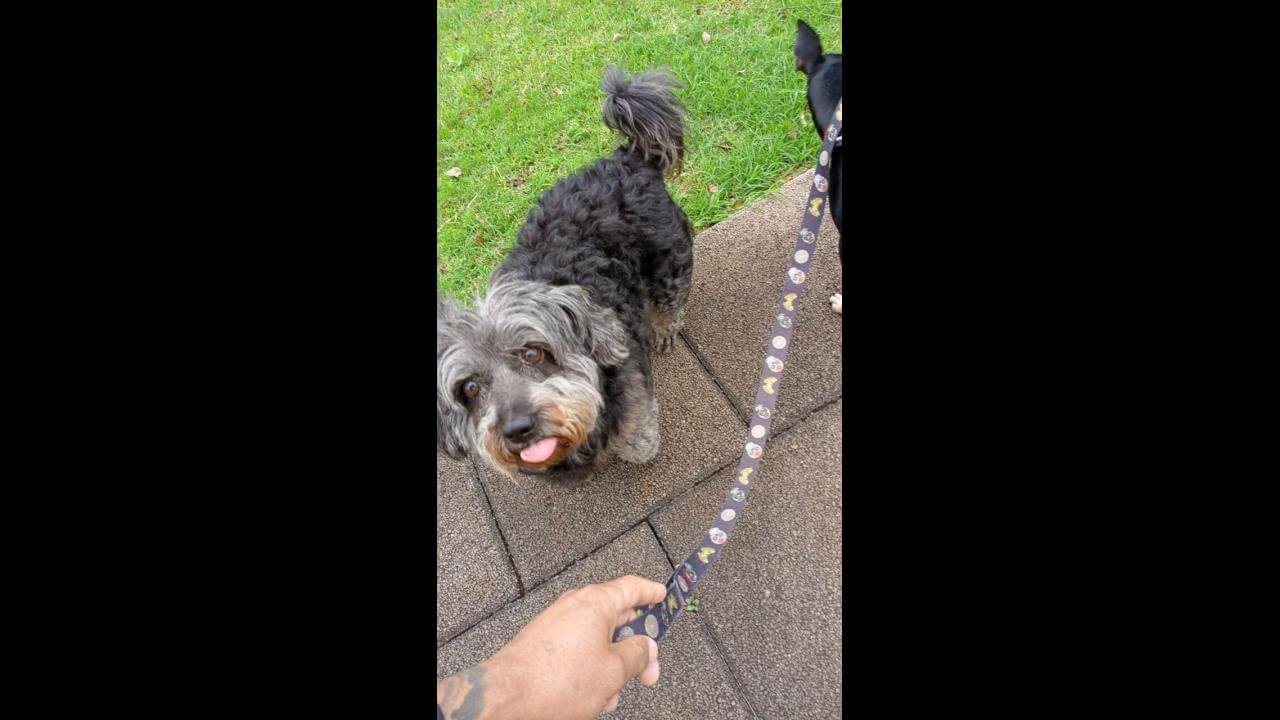 Imagem referente a Cachorra é encontrada no bairro Pioneiros Catarinenses