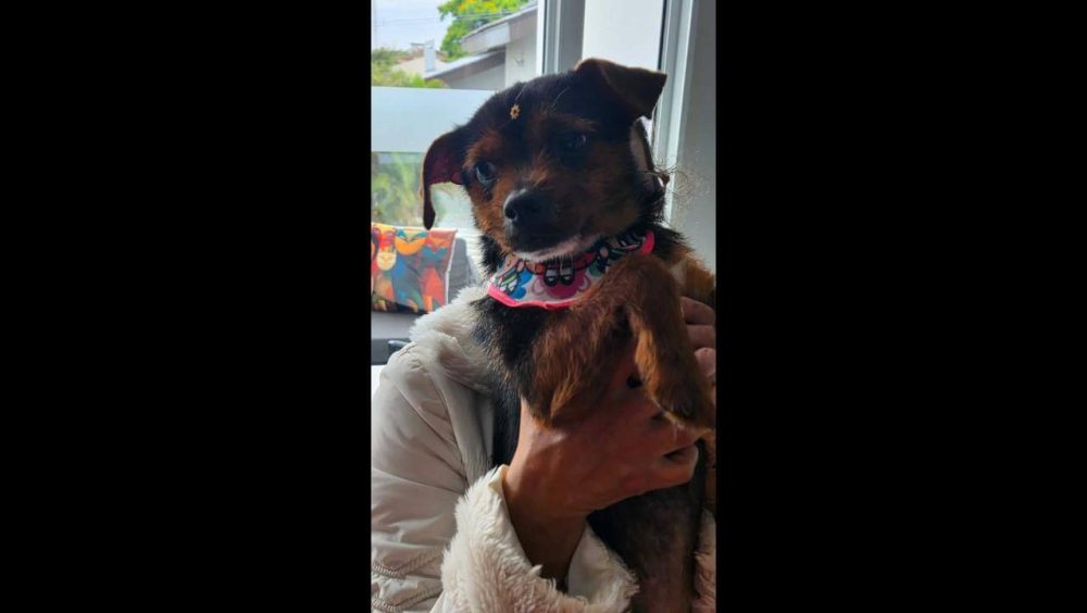 Cachorra é encontrada no bairro Maria Luiza Imagem referente a Cachorra é encontrada no bairro Maria Luiza