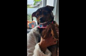 Cachorra é encontrada no bairro Maria Luiza