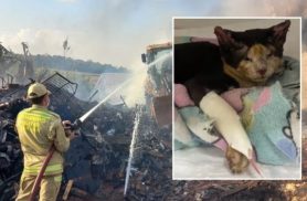 Gatinha resgatada por bombeiros sobrevive a incêndio e mobiliza campanha para tratamento Gatinha resgatada por bombeiros sobrevive a incêndio e mobiliza campanha para tratamento