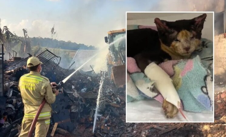 Gatinha resgatada por bombeiros sobrevive a incêndio e mobiliza campanha para tratamento Imagem referente a Gatinha resgatada por bombeiros sobrevive a incêndio e mobiliza campanha para tratamento