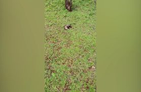 Filhotes de gambá são encontrados ao lado da mãe morta no Lago Municipal de Cascavel