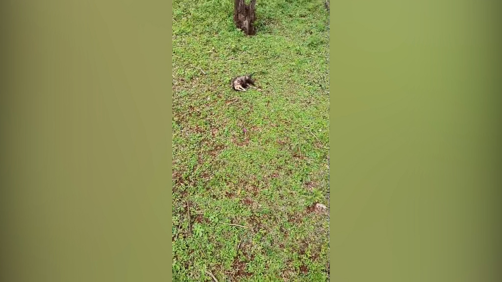 Filhotes de gambá são encontrados ao lado da mãe morta no Lago Municipal de Cascavel