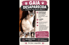 Gata Gaia desapareceu no bairro Alto Alegre