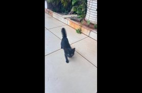 Gato é encontrado no bairro Cidade Verde
