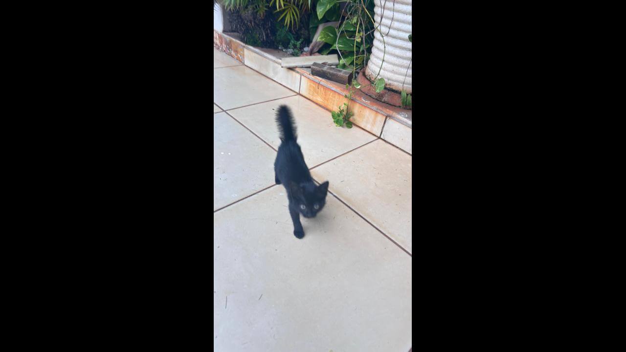 Gato é encontrado no bairro Cidade Verde Imagem referente a Gato é encontrado no bairro Cidade Verde
