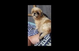 Cachorra Está com o pelo tosado desapareceu no bairro Universitário