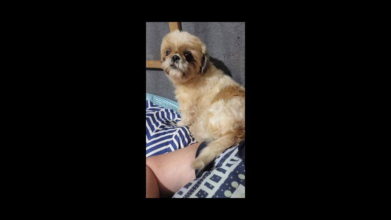 Cachorra Está com o pelo tosado desapareceu no bairro Universitário Imagem referente a Cachorra Está com o pelo tosado desapareceu no bairro Universitário