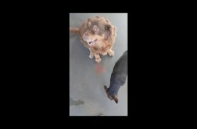 Cachorra Jadi (pretinha) e Mel (caramelo) desapareceu no bairro Santa Cruz