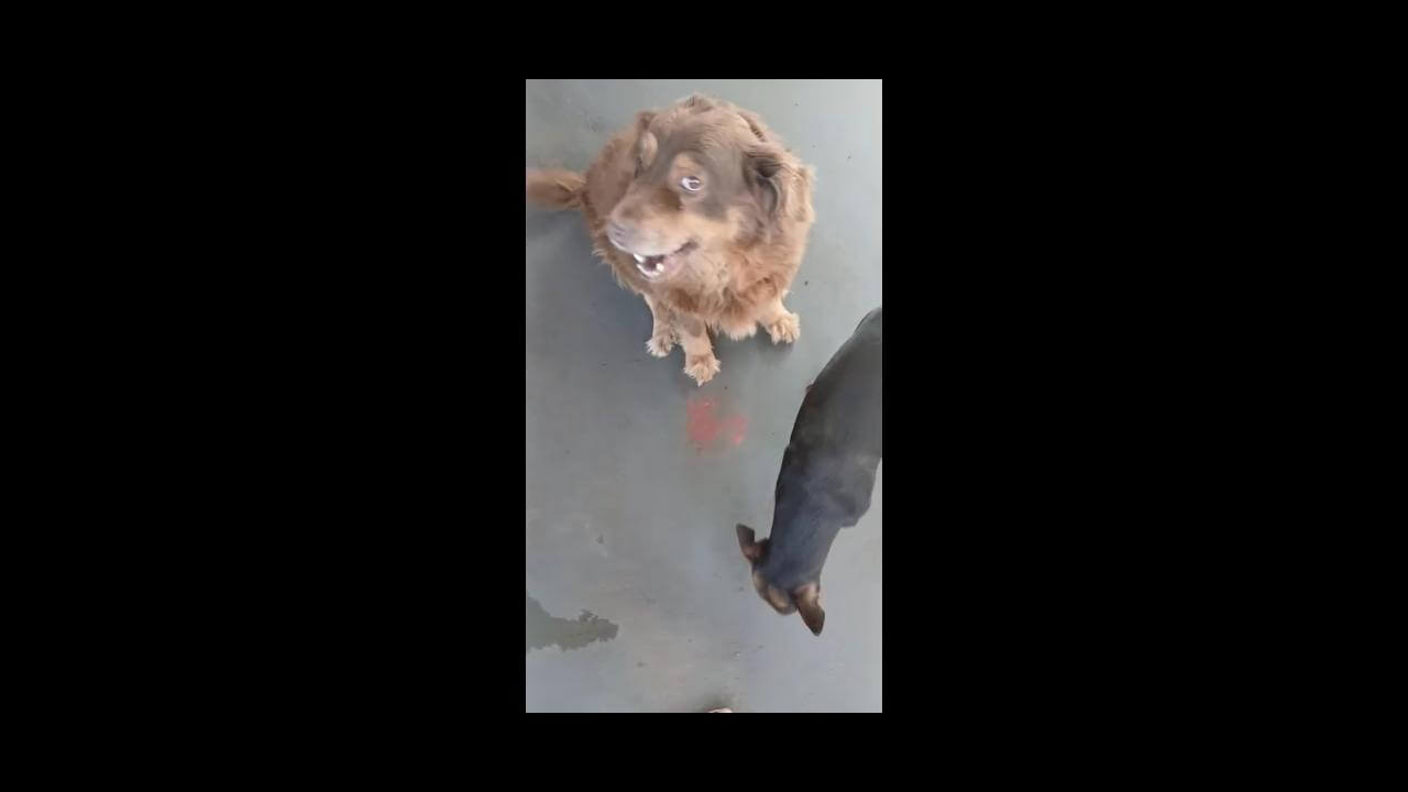 Imagem referente a Cachorra Jadi (pretinha) e Mel (caramelo) desapareceu no bairro Santa Cruz