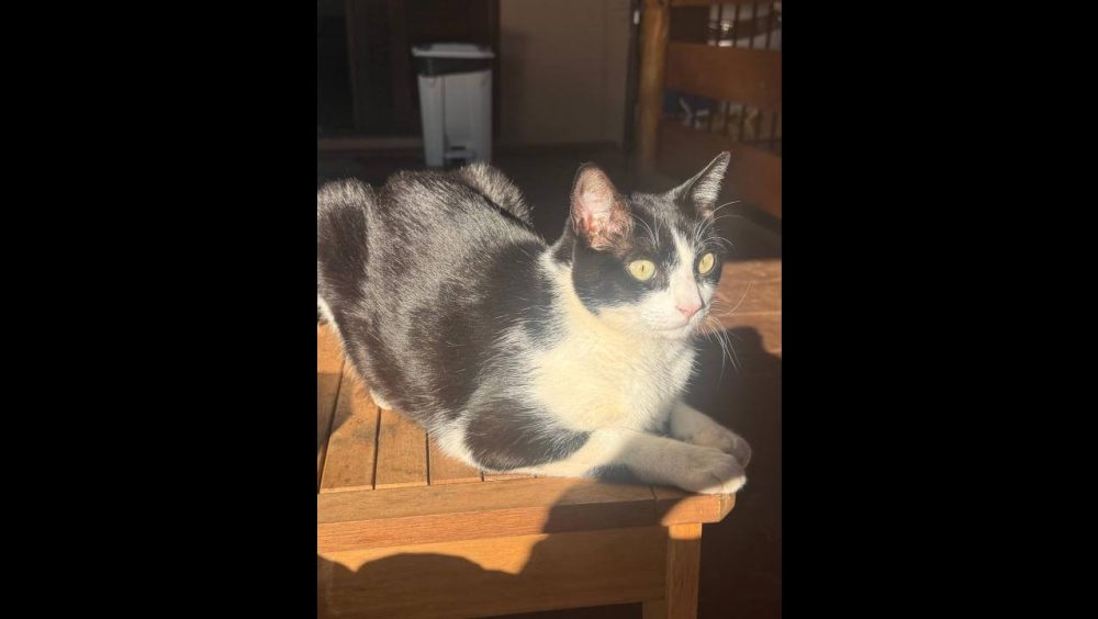 Gato Zeus desapareceu no bairro Cancelli Imagem referente a Gato Zeus desapareceu no bairro Cancelli