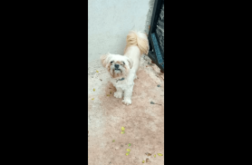 Cachorro Biris desapareceu no bairro Cancelli