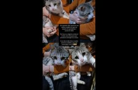 Gato é encontrado no bairro Cascavel Velho