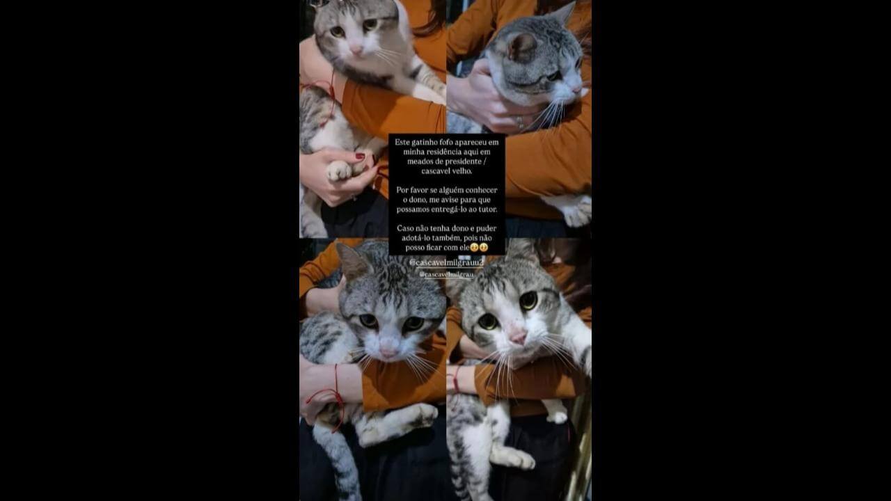 Imagem referente a Gato é encontrado no bairro Cascavel Velho