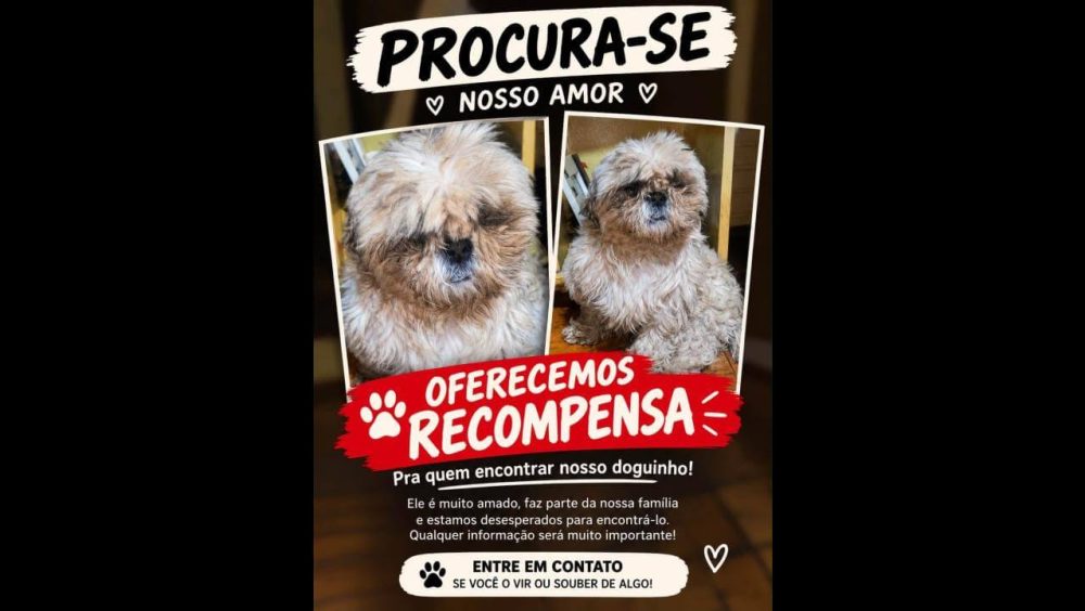 Cachorro Dudu desapareceu no bairro Cancelli Imagem referente a Cachorro Dudu desapareceu no bairro Cancelli