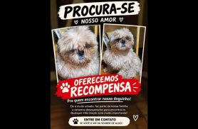 Cachorro Dudu desapareceu no bairro Cancelli
