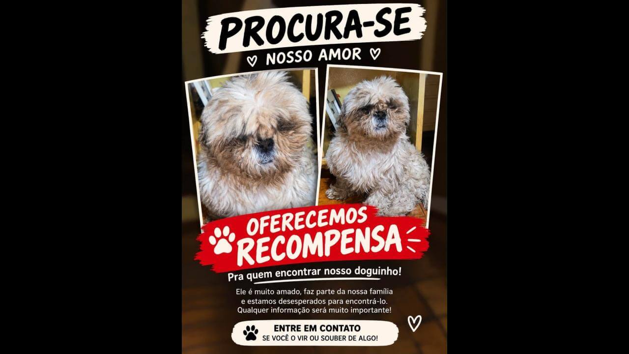 Imagem referente a Cachorro Dudu desapareceu no bairro Cancelli
