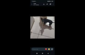 Cachorro Max desapareceu no bairro Barcelona