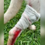 Cachorro é alvo de disparo de arma de pressão; suspeito é detido Imagem relativa a Cachorro é alvo de disparo de arma de pressão; suspeito é detido