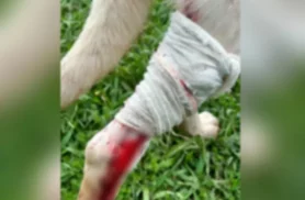 Cachorro é alvo de disparo de arma de pressão; suspeito é detido