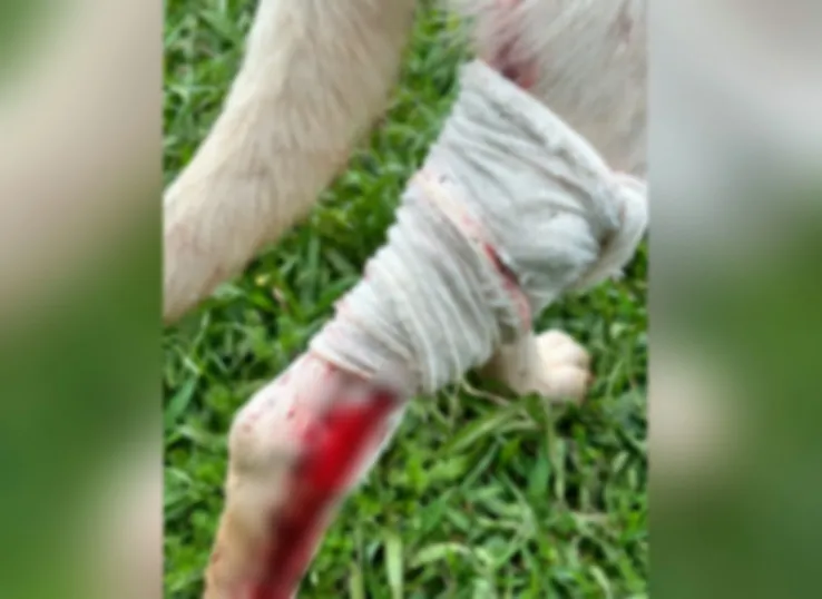 Cachorro é alvo de disparo de arma de pressão; suspeito é detido Imagem referente a Cachorro é alvo de disparo de arma de pressão; suspeito é detido