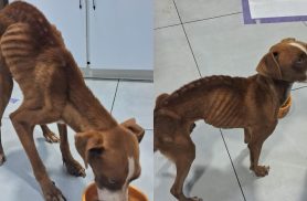 Homem é preso por maus-tratos a cachorro em Bela Vista do Paraíso