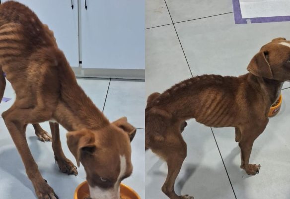 Homem é preso por maus-tratos a cachorro em Bela Vista do Paraíso