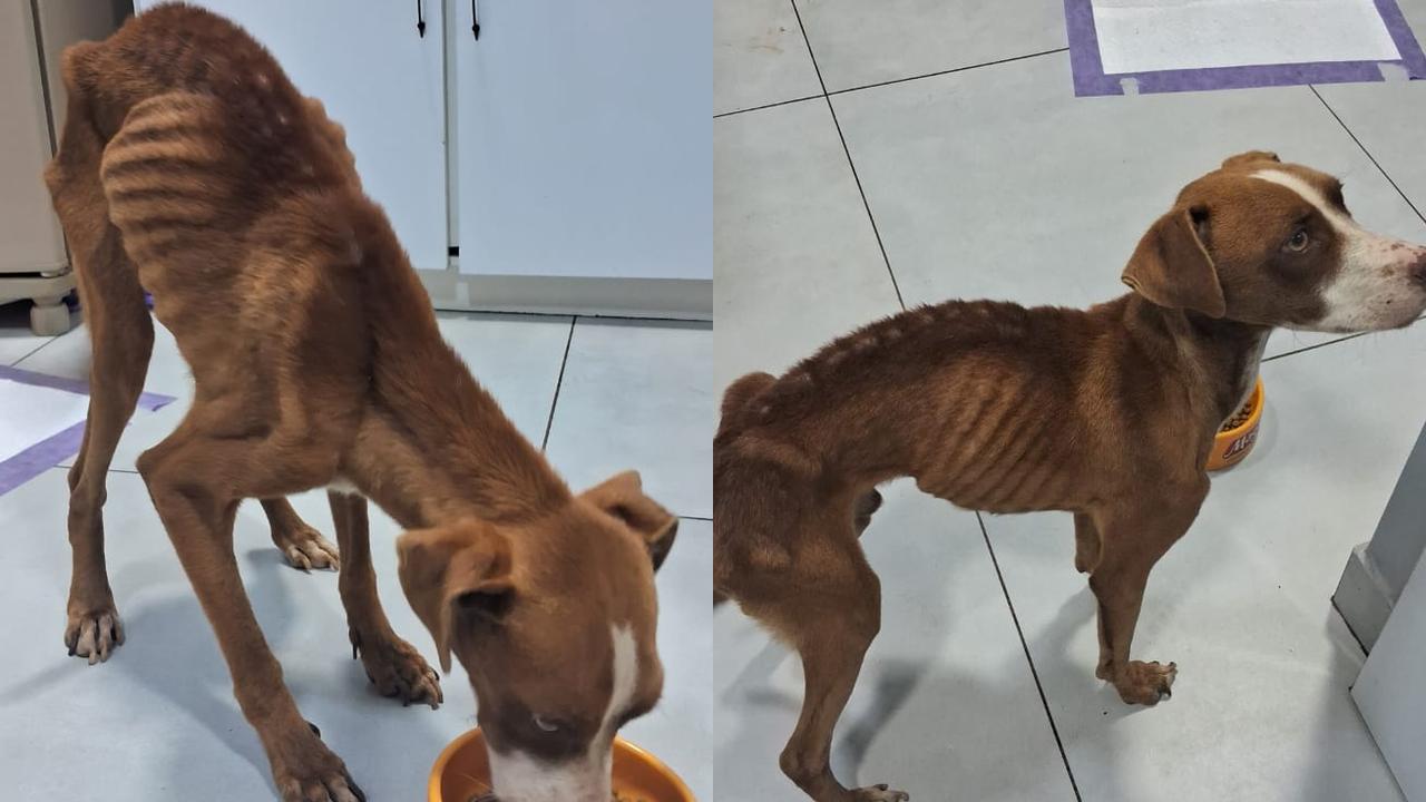 Homem é preso por maus-tratos a cachorro em Bela Vista do Paraíso
