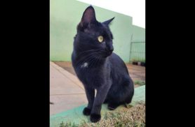 Gato Amigo desapareceu no bairro Country