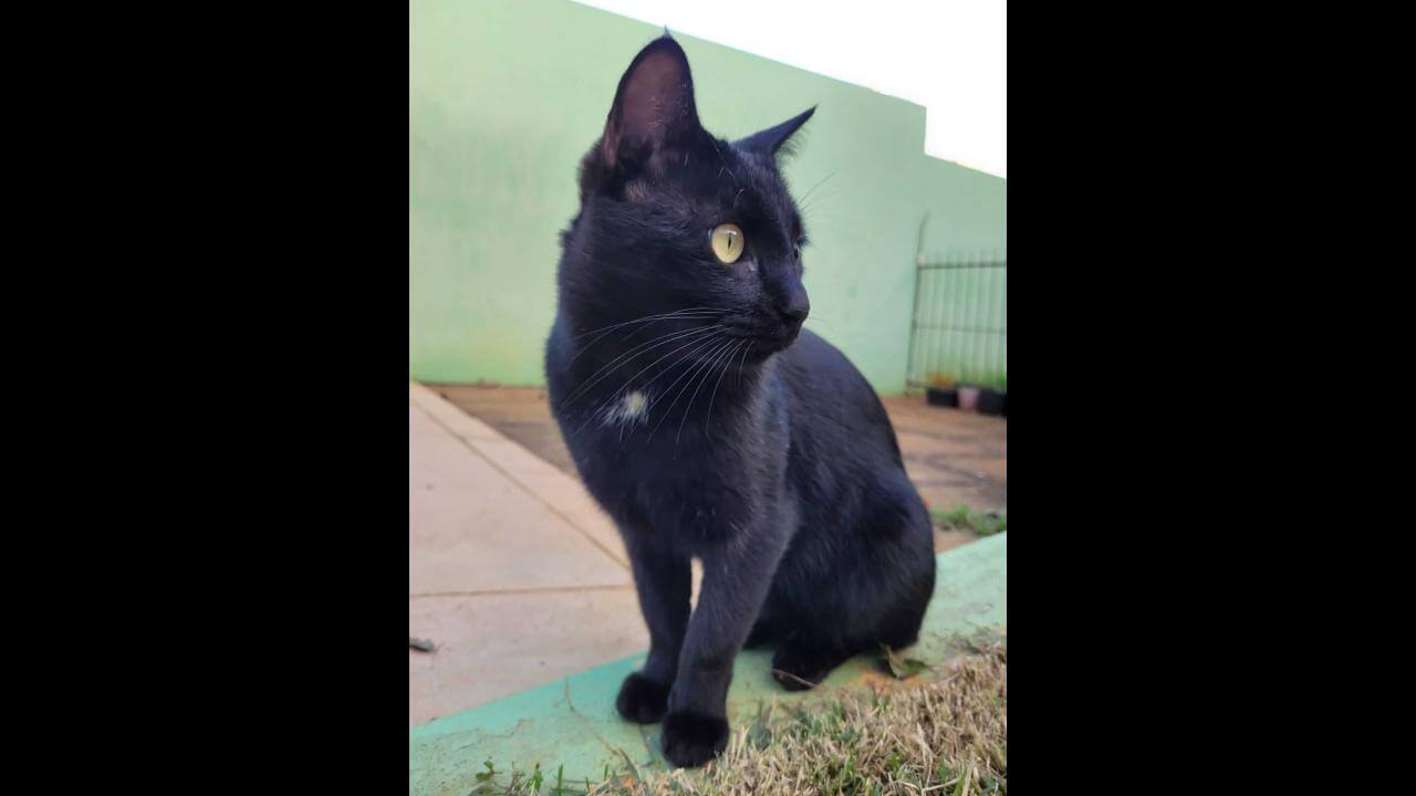 Imagem referente a Gato Amigo desapareceu no bairro Country