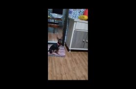 Cachorra Jadi desapareceu no bairro Santa Cruz