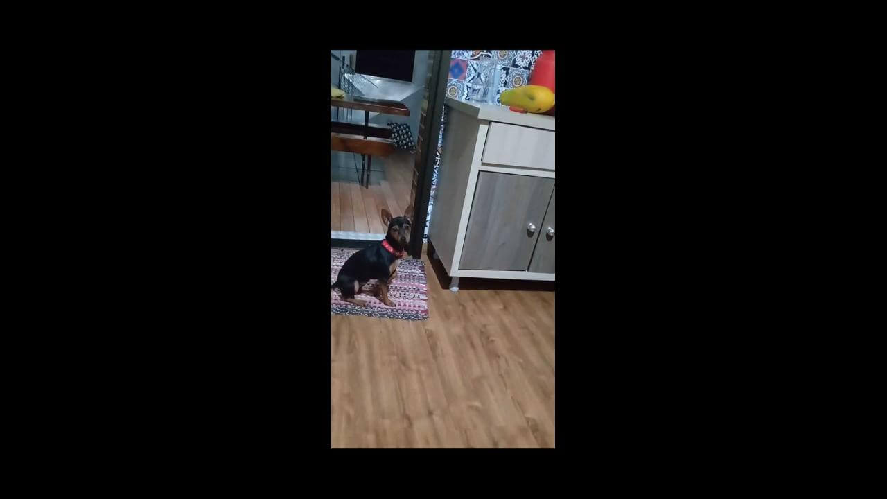 Cachorra Jadi desapareceu no bairro Santa Cruz Imagem referente a Cachorra Jadi desapareceu no bairro Santa Cruz