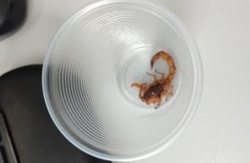 Escorpião é encontrado na calçada, próximo à UPA Tancredo em Cascavel Escorpião é encontrado na calçada, próximo à UPA Tancredo em Cascavel