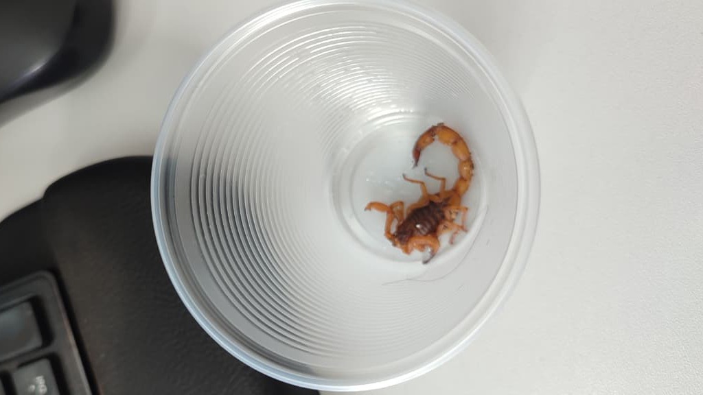 Escorpião é encontrado na calçada, próximo à UPA Tancredo em Cascavel Imagem referente a Escorpião é encontrado na calçada, próximo à UPA Tancredo em Cascavel
