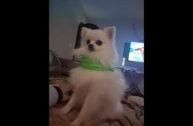 Cachorro Floquinho/Tico desapareceu no bairro Parque São Paulo
