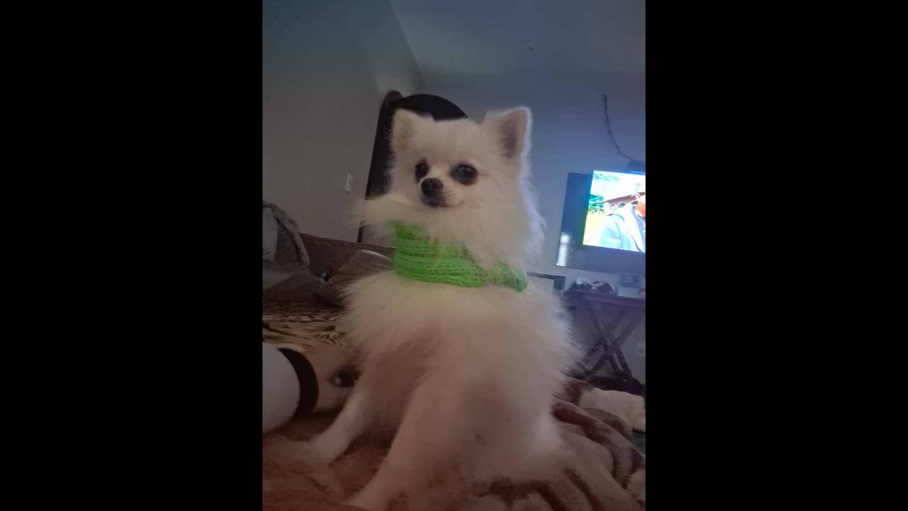 Cachorro Floquinho/Tico desapareceu no bairro Parque São Paulo Imagem referente a Cachorro Floquinho/Tico desapareceu no bairro Parque São Paulo