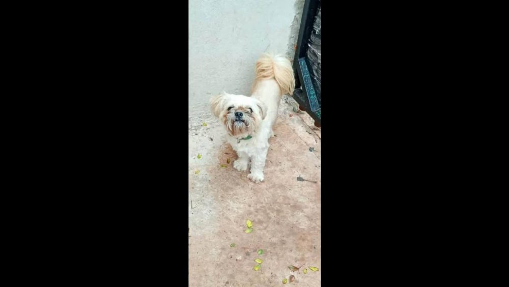 Cachorro Biris desapareceu no bairro Cancelli Imagem referente a Cachorro Biris desapareceu no bairro Cancelli