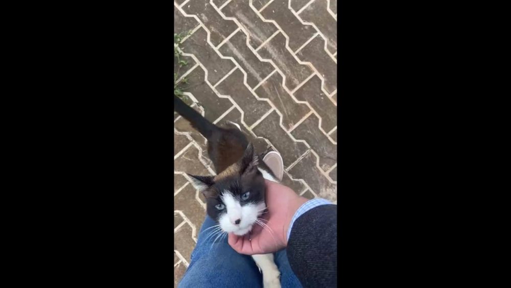 Gato é encontrado no bairro Região do Lago Imagem referente a Gato é encontrado no bairro Região do Lago