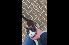 Gato é encontrado no bairro Região do Lago