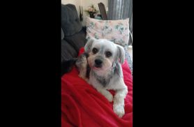 Cachorro Dimy desapareceu no bairro Santa Felicidade