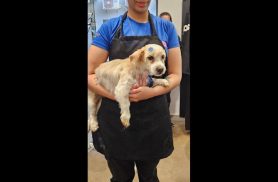 Cachorro é encontrado no bairro Neva