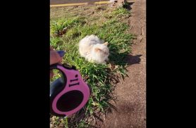 Gata Ohana desapareceu no bairro Cancelli em Cascavel