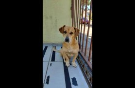 Cachorro é encontrado no bairro Maria Luiza