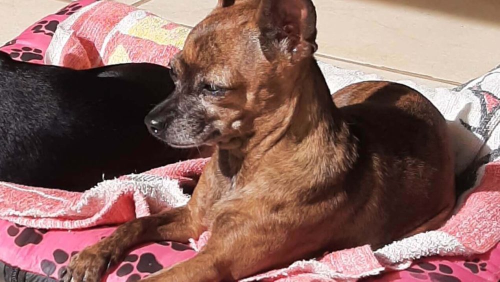 Cachorra Lili desapareceu no bairro Alto Alegre Imagem referente a Cachorra Lili desapareceu no bairro Alto Alegre