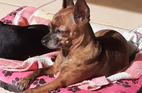 Cachorra Lili desapareceu no bairro Alto Alegre