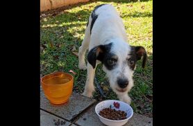 Cachorro é encontrado no bairro Recanto Tropical