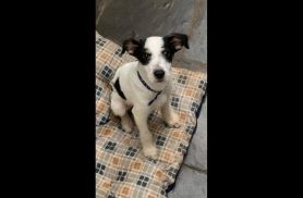 Cachorro é encontrado no bairro Recanto Tropical