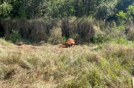 MISTÉRIO NO SANTA CRUZ: Cavalo é encontrado morto perto de escola e suspeita gera alerta em Cascavel
