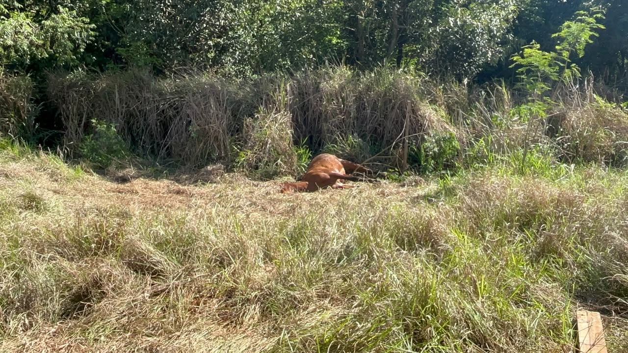 MISTÉRIO NO SANTA CRUZ: Cavalo é encontrado morto perto de escola e suspeita gera alerta em Cascavel