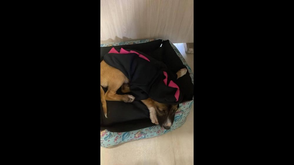 Cachorra Mabel desapareceu no bairro Esmeralda Imagem referente a Cachorra Mabel desapareceu no bairro Esmeralda